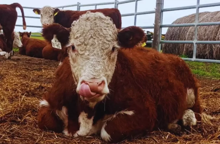 Toritos Hereford: un estudio pionero vincula eficiencia alimenticia, producción y ambiente