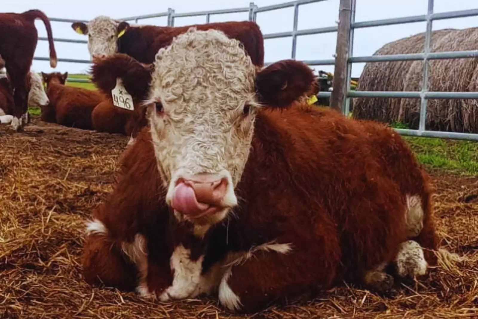 Toritos Hereford: un estudio pionero vincula eficiencia alimenticia, producción y ambiente