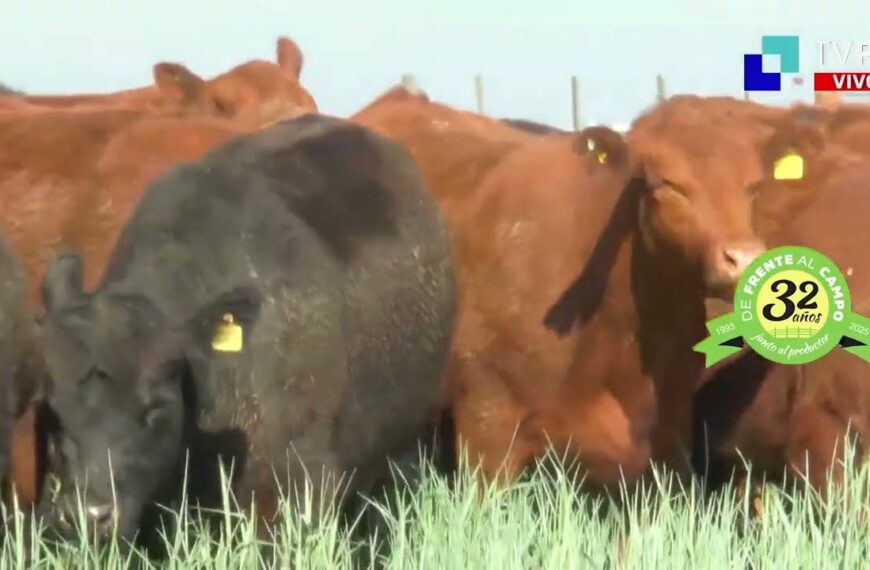 DFC – Canal 3 / Directv (Canal 139 L.P.) – Miércoles 17 / Diciembre / 2025