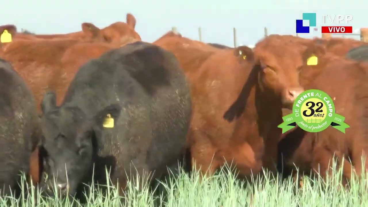 DFC – Canal 3 / Directv (Canal 139 L.P.) – Miércoles 17 / Diciembre / 2025