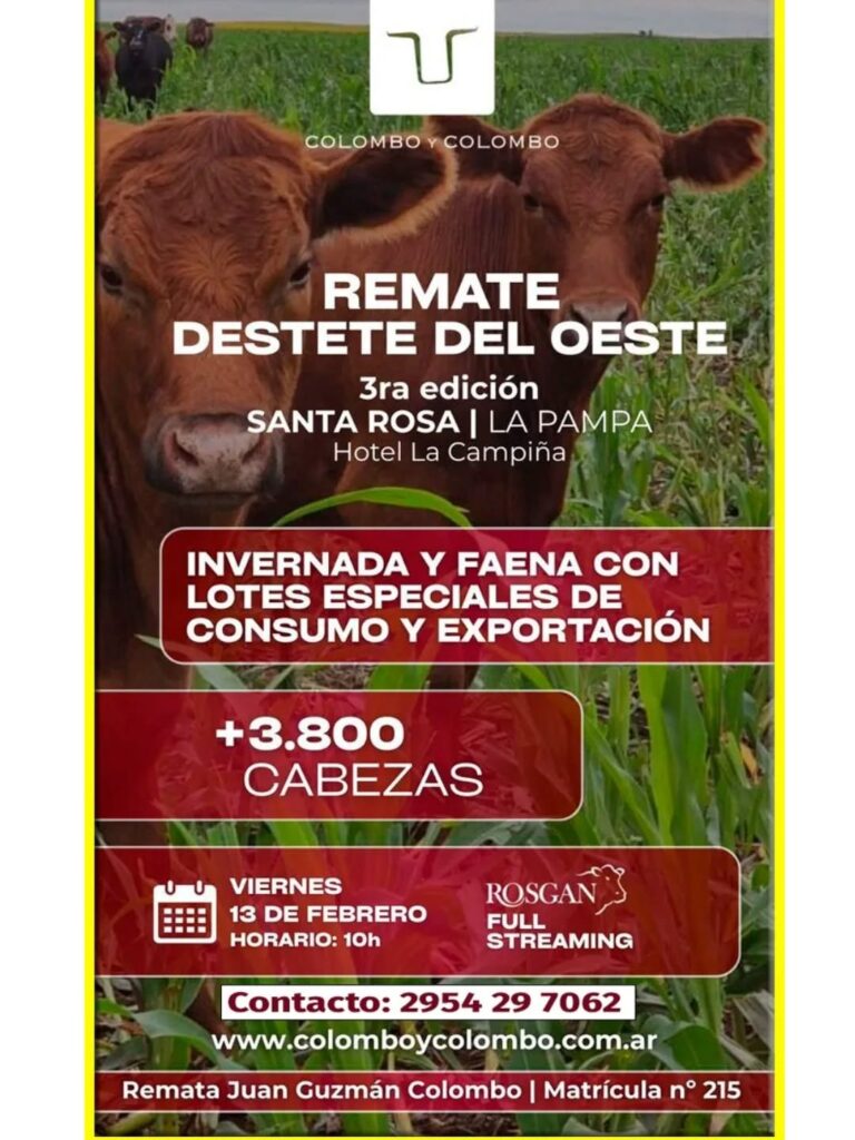 Remate feria Colombo y Colombo en Santa Rosa La Pampa con más de 3.800 cabezas de invernada y faena