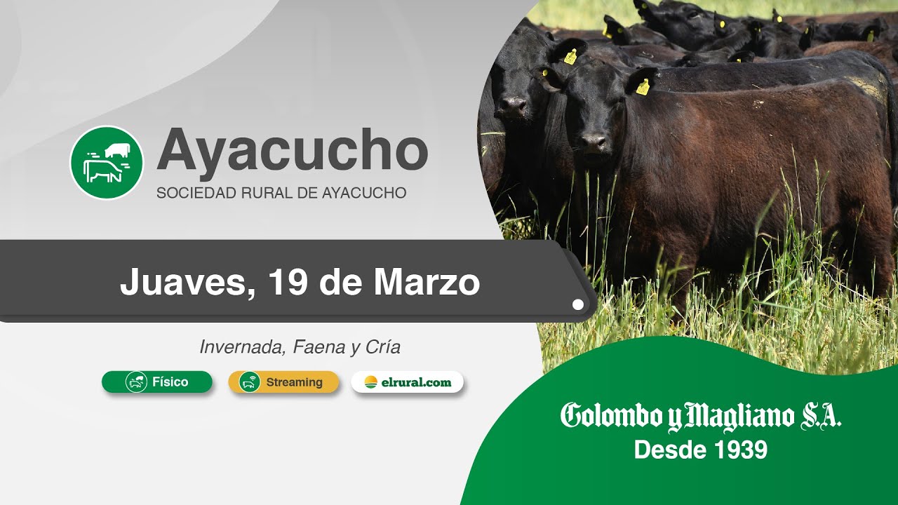 Remate feria Colombo Ayacucho 2026 en Sociedad Rural de Ayacucho con hacienda de invernada, faena y cría
