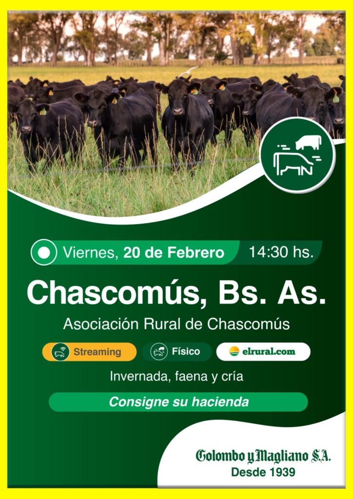 Remate feria Colombo y Magliano en Chascomús Buenos Aires con hacienda de invernada, faena y cría el 20 de febrero 2026