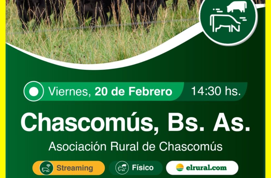 Remate feria Colombo y Magliano en Chascomús Buenos Aires con hacienda de invernada, faena y cría el 20 de febrero 2026