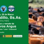 Colombo y Magliano S.A. | Saladillo | Próximo Remate Feria el Jueves 26 de Marzo de 2026 a las 10:00