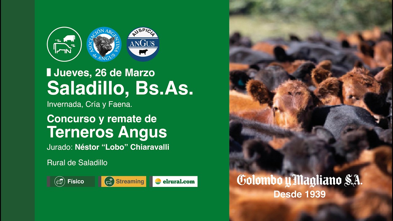 Remate feria Colombo y Magliano Saladillo 26 marzo 2026 con terneros Angus en Rural de Saladillo