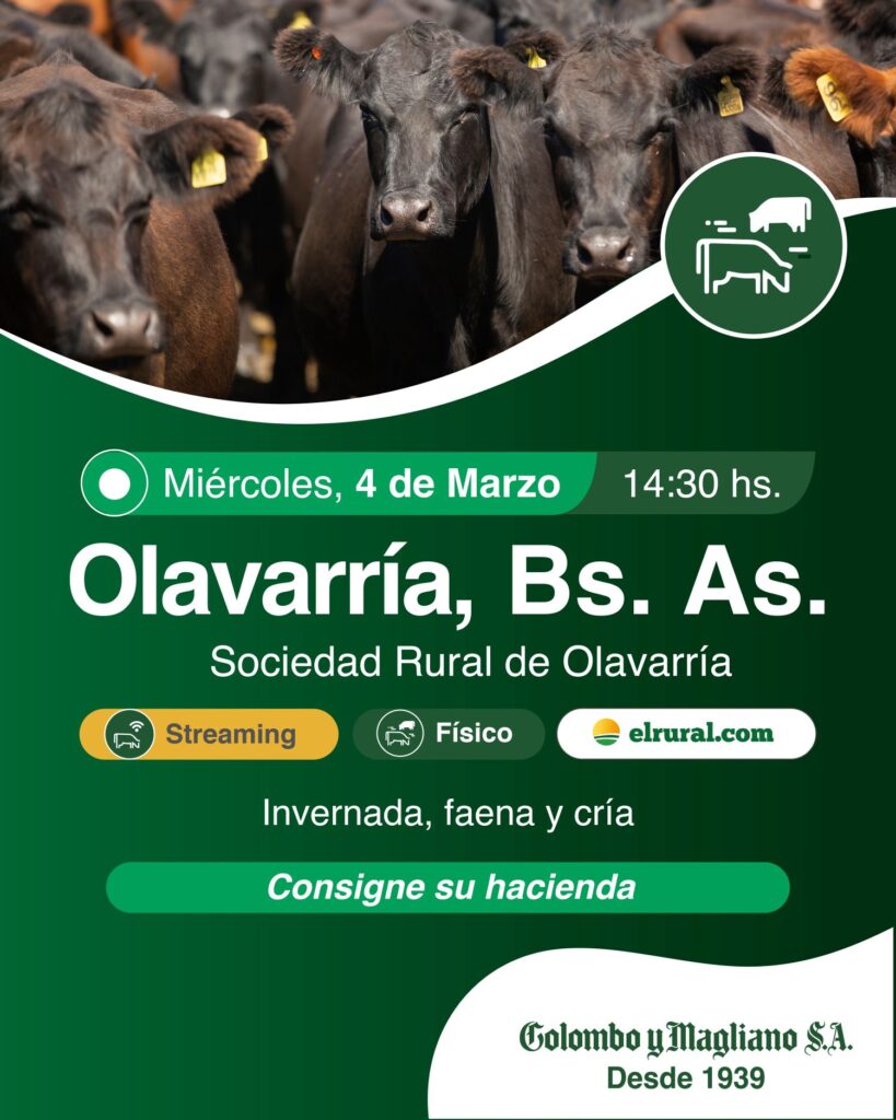 Remate feria Colombo Olavarría marzo con hacienda de invernada, faena y cría en la Sociedad Rural de Olavarría