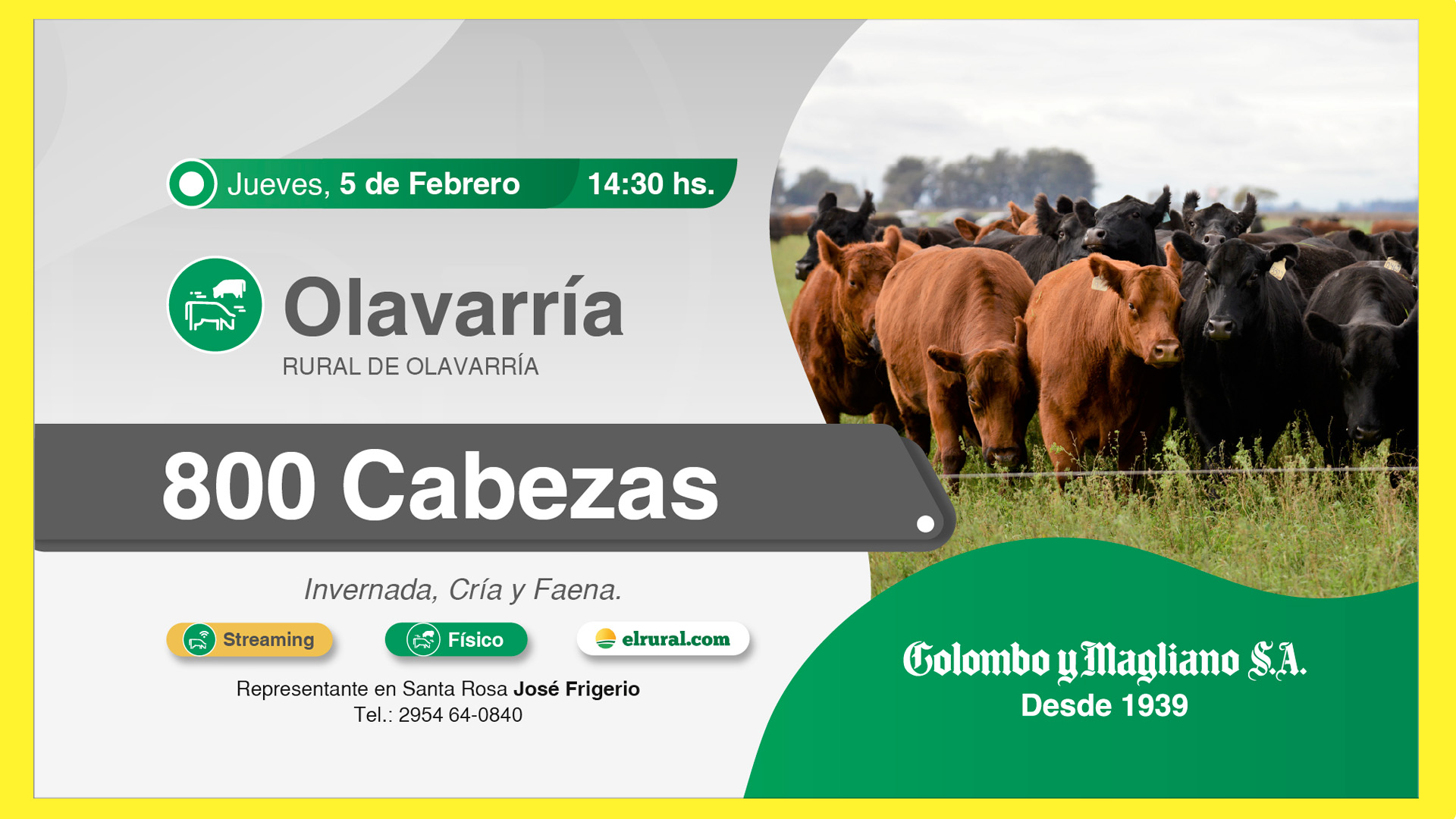 Remate feria Colombo y Magliano en Olavarría con 800 cabezas de invernada, cría y faena el 5 de febrero de 2026