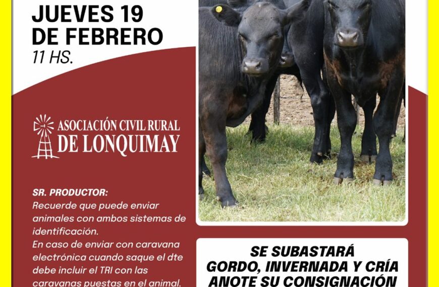Remate feria Daniel Blanco en Lonquimay con hacienda de gordo, invernada y cría, febrero 2026 en la Rural local.