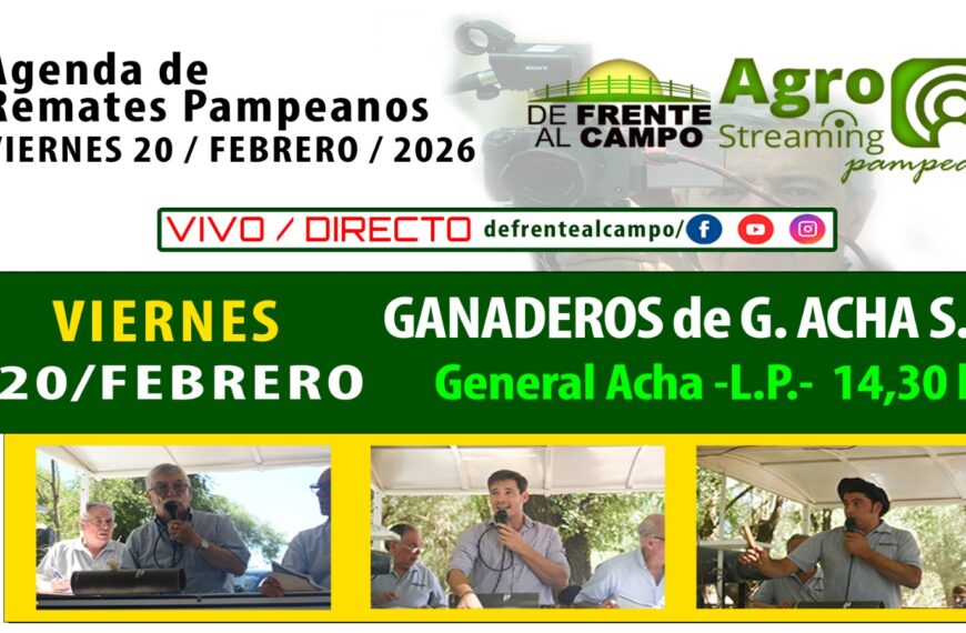 Remate feria Ganaderos de General Acha en General Acha La Pampa, viernes 20 de febrero 2026, transmisión en vivo