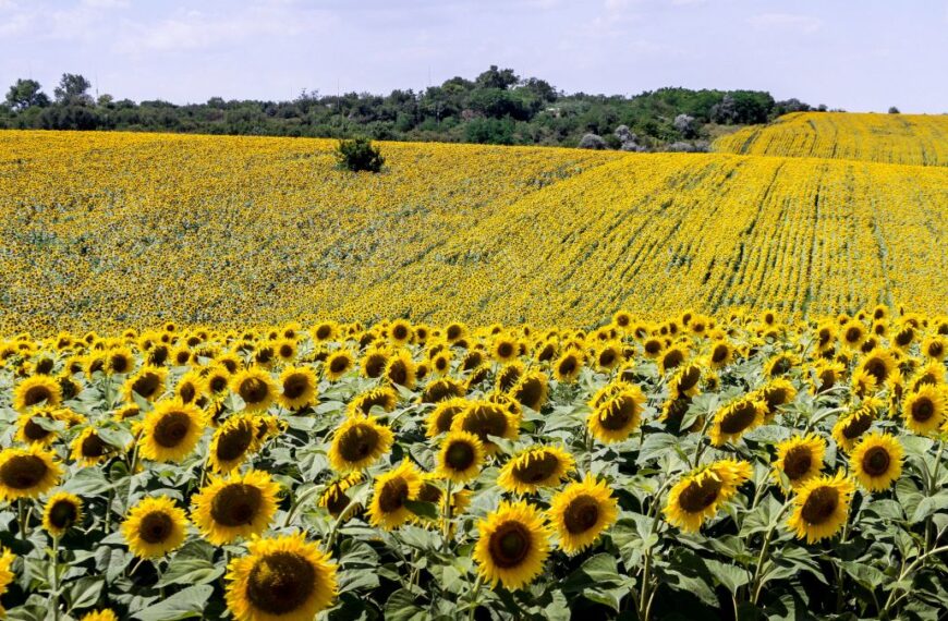 El girasol consolida récords históricos de siembra y producción en Córdoba