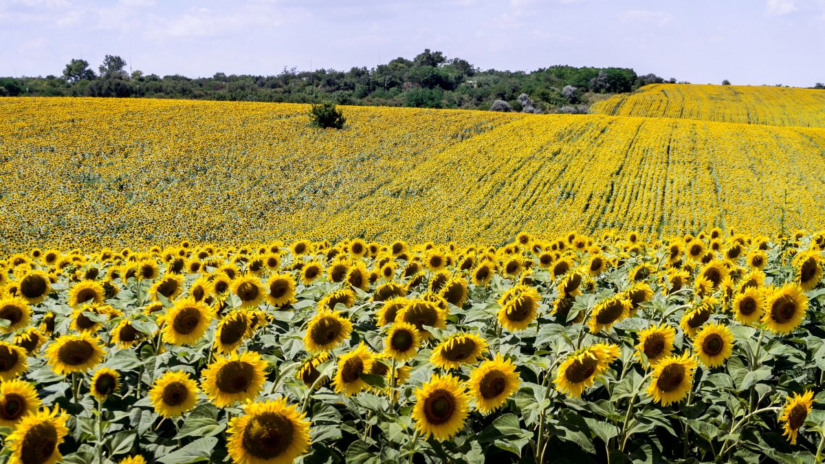 El girasol consolida récords históricos de siembra y producción en Córdoba