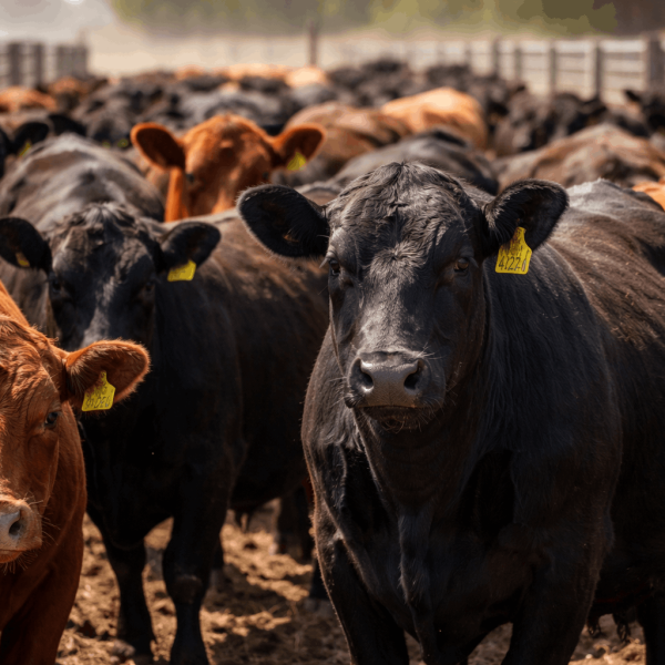 Ganadería: mayor oferta ordena la invernada tras un ajuste técnico y sostiene valores elevados
