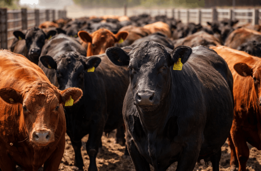 Ganadería: mayor oferta ordena la invernada tras un ajuste técnico y sostiene valores elevados
