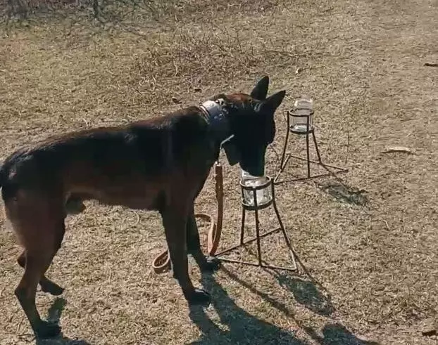 Perros adiestrados refuerzan las barreras sanitarias del NOA contra el HLB