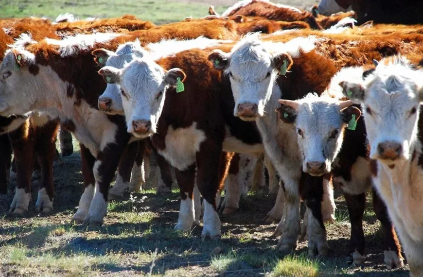 Histórico remate del Rosgan: el ternero superó los cuatro dólares y marcó un nuevo récord