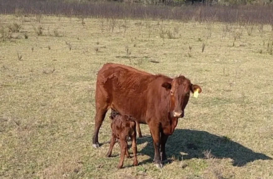 La sequía presiona a la ganadería argentina y pone en riesgo el stock bovino