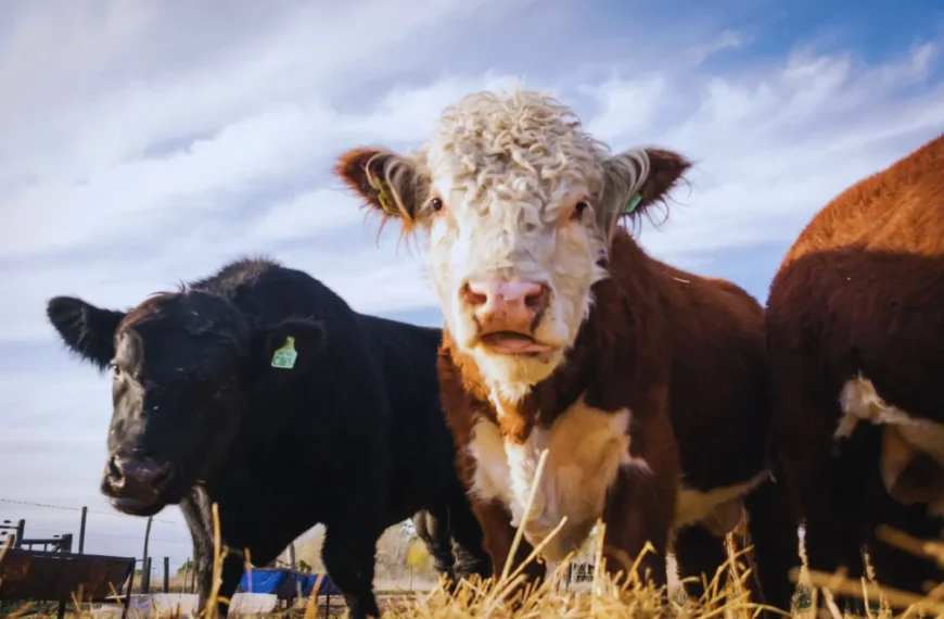 Ganadería ConCiencia: ciencia y tecnología para una producción más eficiente y con menor impacto ambiental