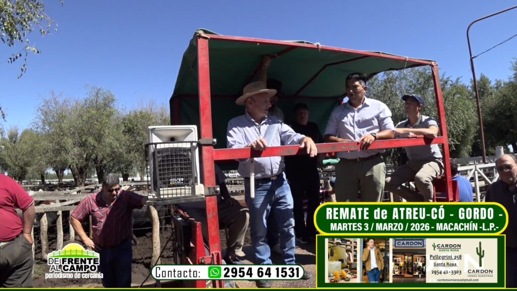 Martillero durante el remate feria ATREU-CO Macachín 3 marzo 2026 con hacienda gorda en las instalaciones de la cooperativa.