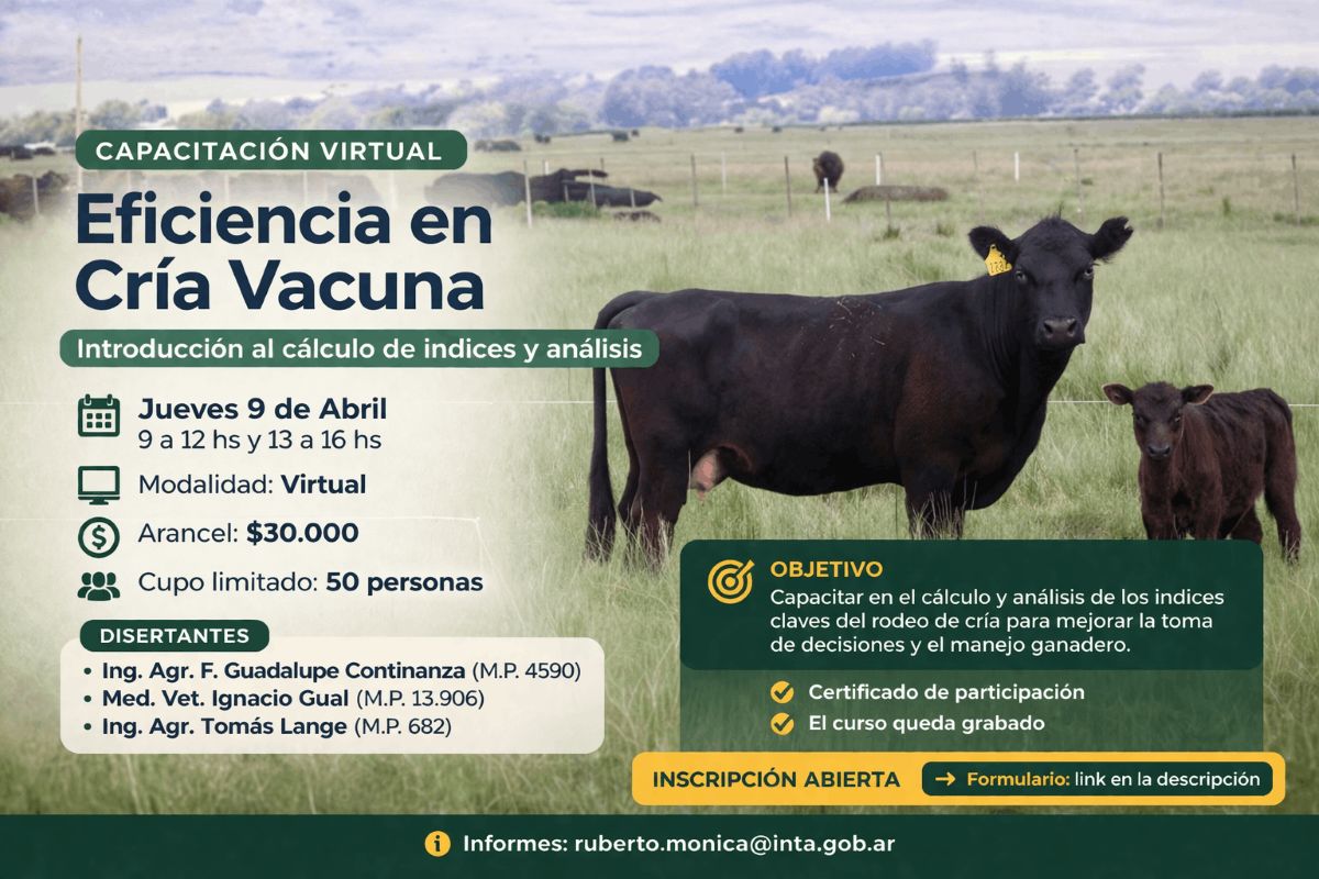 Vaca con ternero en capacitación eficiencia cría vacuna virtual