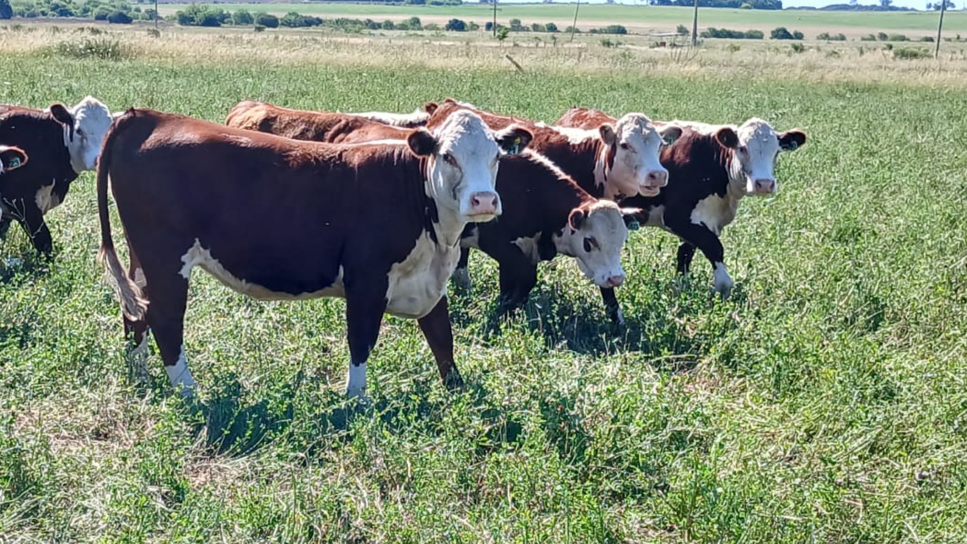 El RIMI impulsa nuevas oportunidades para inversiones agroindustriales con beneficios fiscales y laborales
