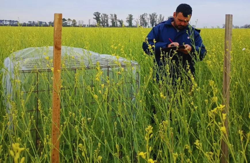 Integrar colmenas aumenta hasta 37 % el rendimiento de carinata, según un estudio del INTA