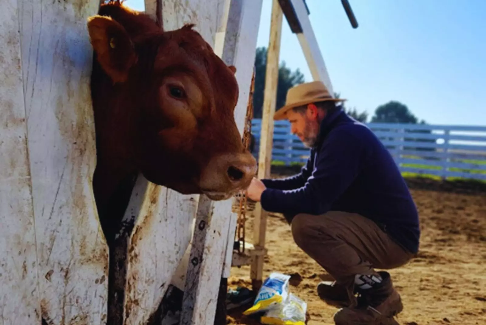 Ganadería | Alianza estratégica entre INTA y Proliar impulsa la mejora genética de la raza Limangus con datos inéditos